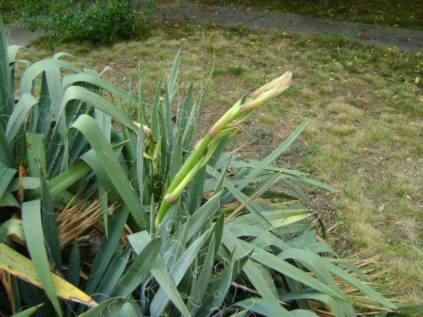 Yucca filamentosa, tije florale - Primavara 2018