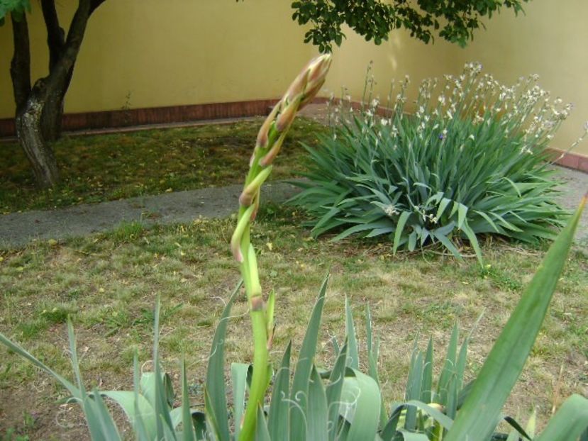 Yucca filamentosa, tije florale - Primavara 2018