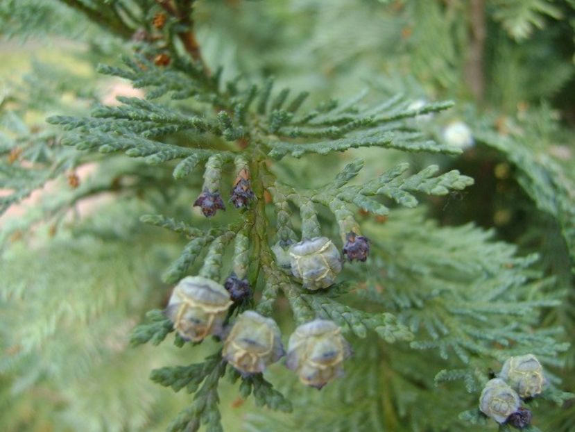 Thuja - Primavara 2018