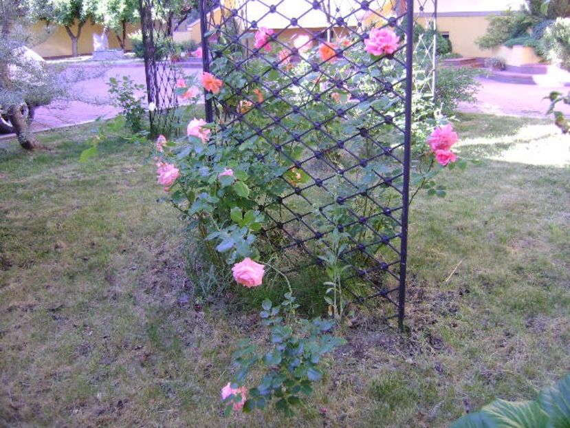 Trandafiri - Primavara 2018