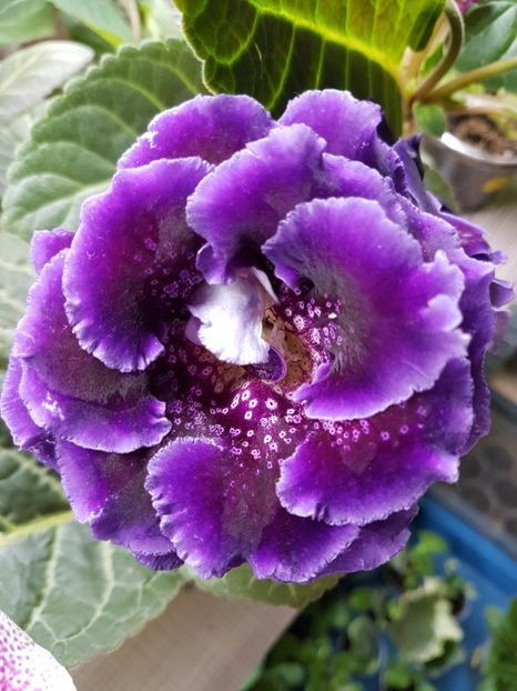 27-1 - gloxinia 2018