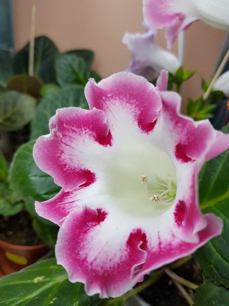 Rosalinda - gloxinia 2018