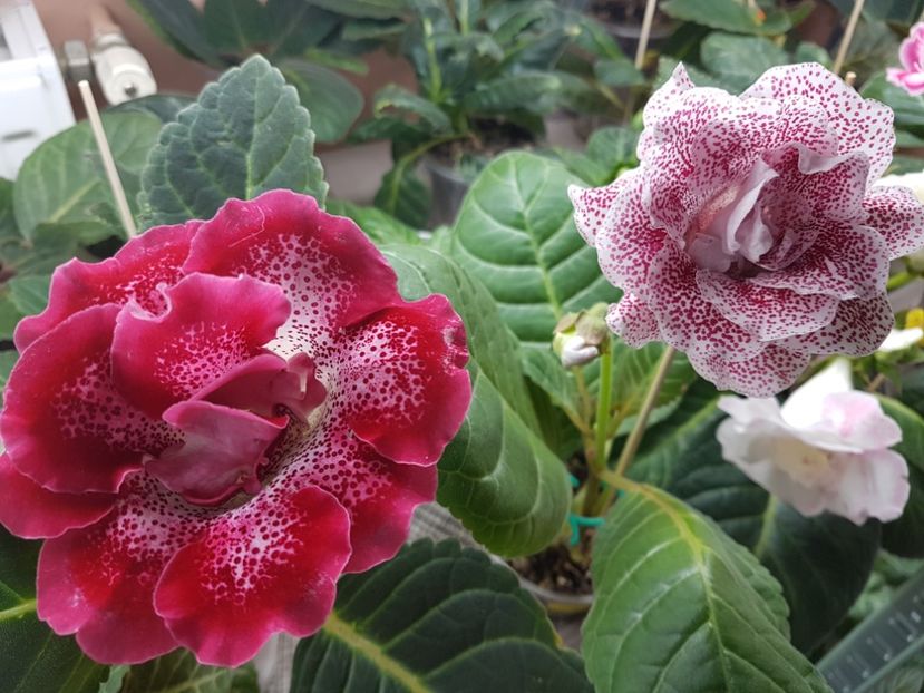  - gloxinia 2018