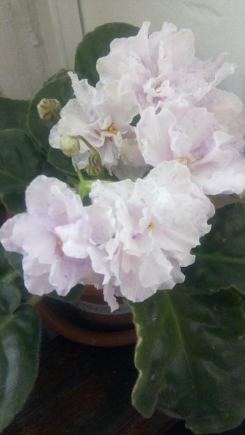  - RS Morskaja Princessa