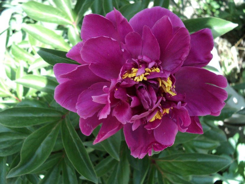 poze 2015 225 - Primavara