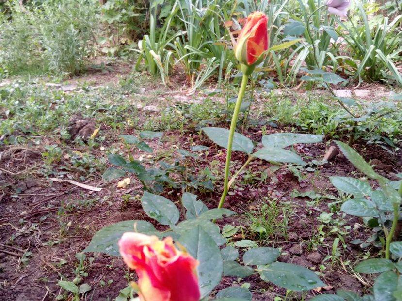  - Sutters gold TH- Un frumos foarte parfumat