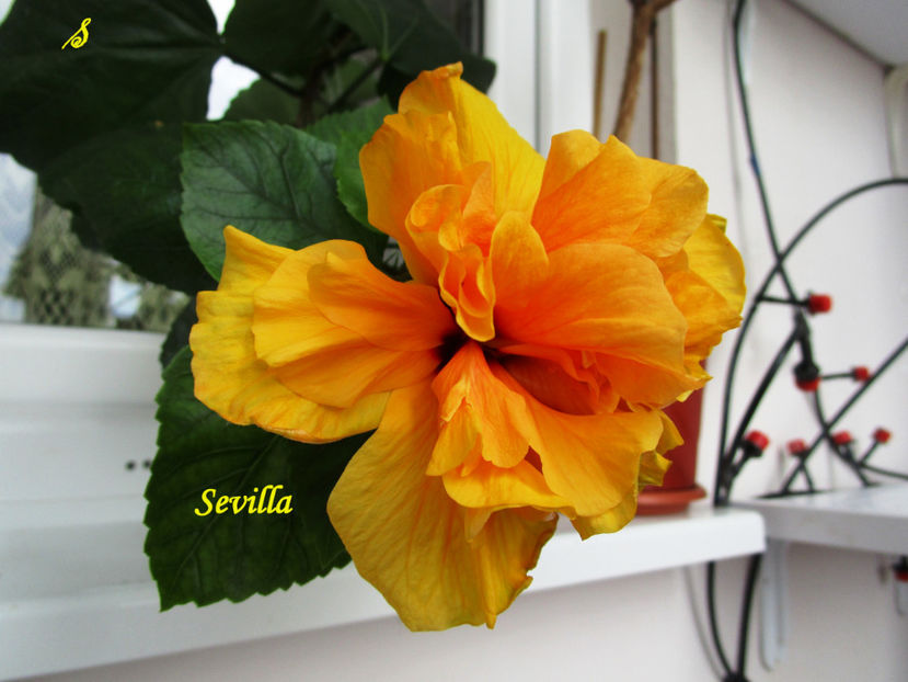 Sevilla(20-05-2018) - Hibiscusi 2018