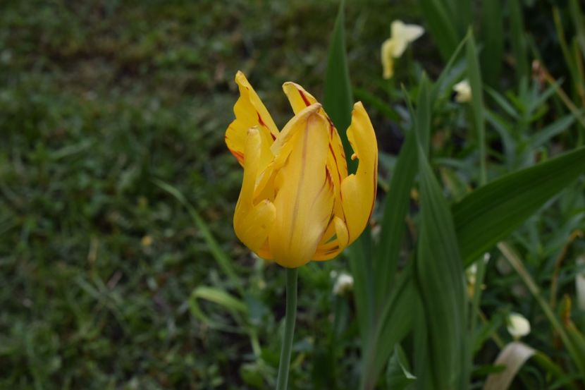 20.05.2018 #laleauarezista - Primavara lui 2018 in gradina mea