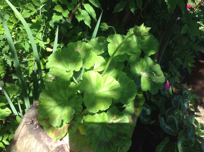 Muscata din semințe - Răsaduri 2018