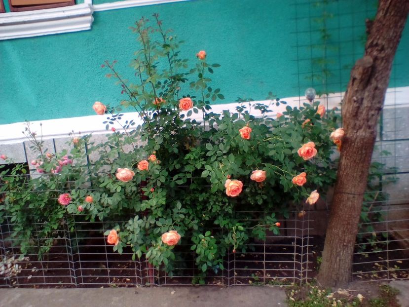 20 05 2018 - Lady of Shalott