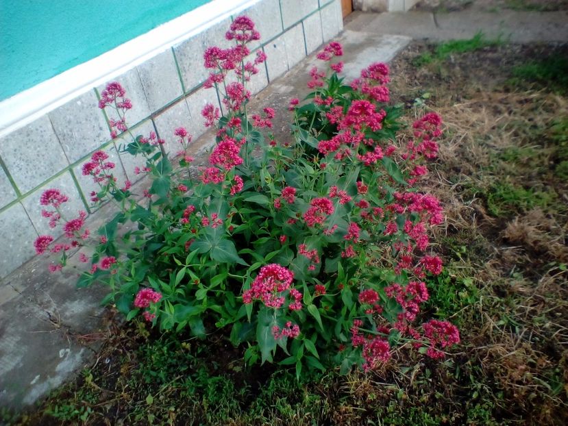 20 05 2018 - Centranthus ruber red