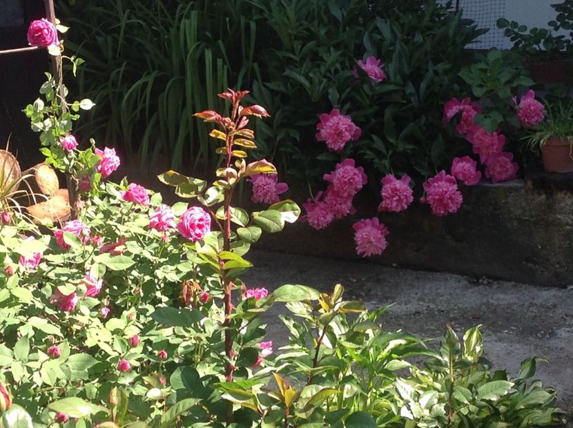  - Madam Isaac de Pereire