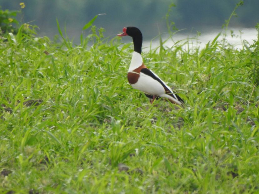 Călifar alb (Tadorna tadorna) - FOTOGRAFIE