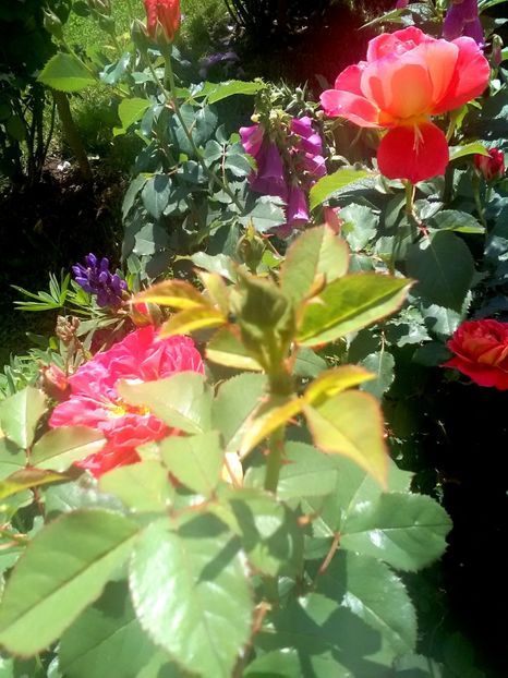  - Gradina luna mai 2018