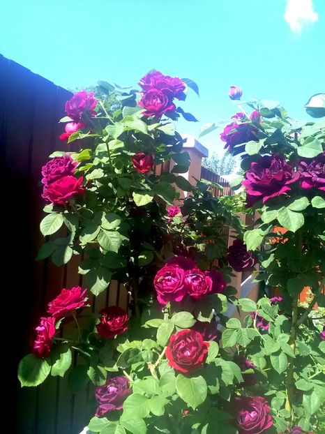 - Gradina luna mai 2018