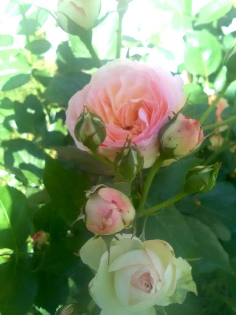  - Gradina luna mai 2018