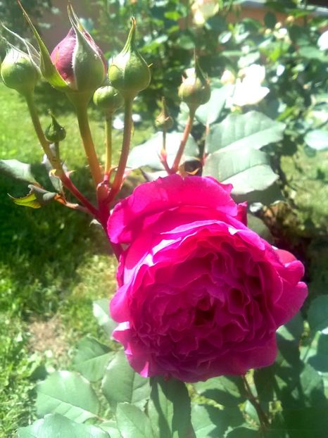  - Gradina luna mai 2018