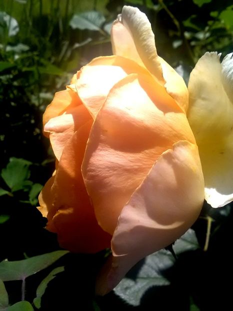 - Gradina luna mai 2018