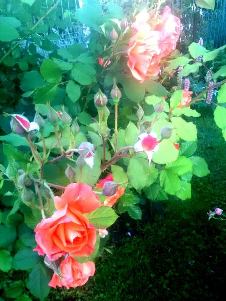 - Gradina luna mai 2018