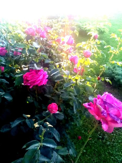 - Gradina luna mai 2018