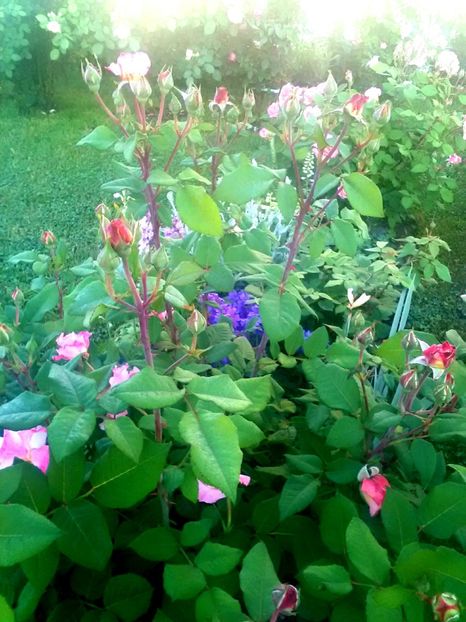  - Gradina luna mai 2018