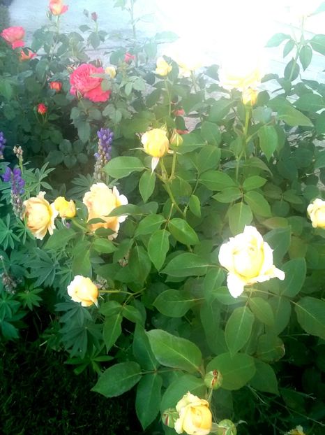  - Gradina luna mai 2018