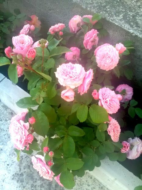  - Gradina luna mai 2018