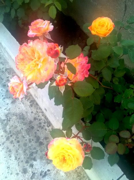  - Gradina luna mai 2018