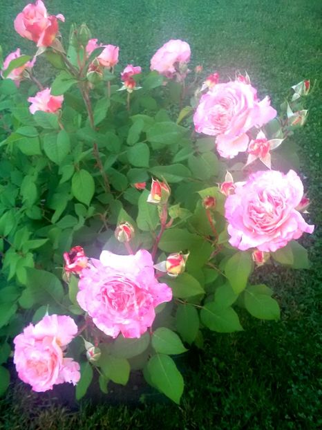  - Gradina luna mai 2018
