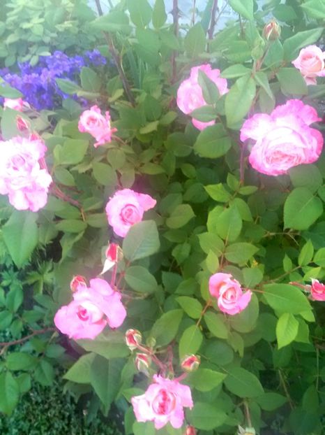  - Gradina luna mai 2018