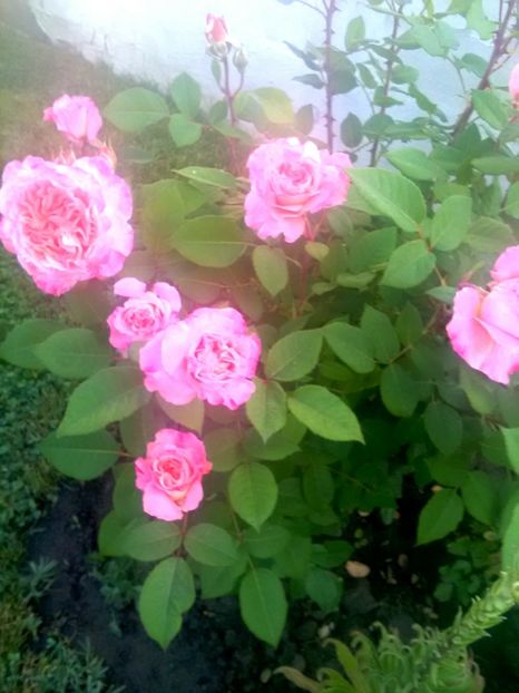  - Gradina luna mai 2018