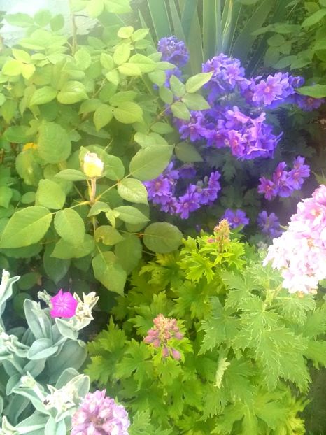  - Gradina luna mai 2018