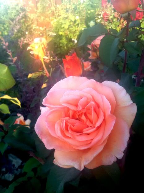  - Gradina luna mai 2018