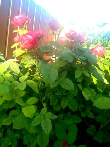  - Gradina luna mai 2018
