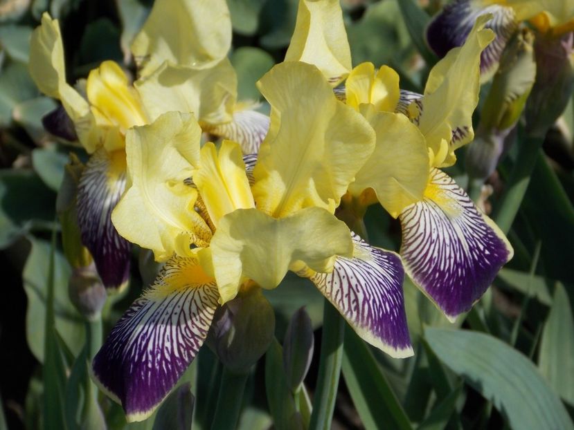 Iris Nibelungen 5 lei - E Irisi narcise Hemerocallis de vanzare