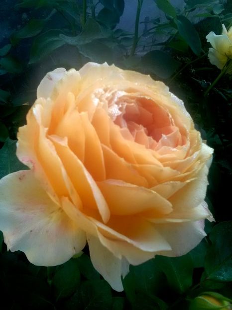 - Gradina luna mai 2018