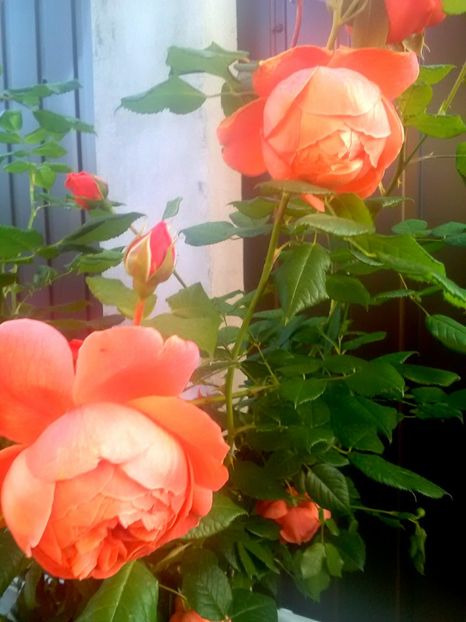 - Gradina luna mai 2018