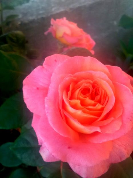  - Gradina luna mai 2018