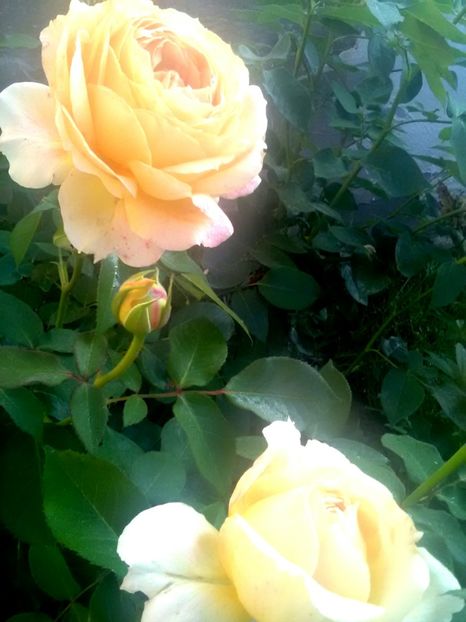  - Gradina luna mai 2018
