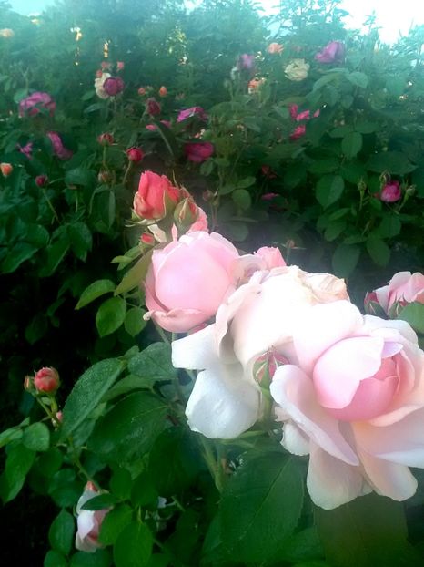  - Gradina luna mai 2018