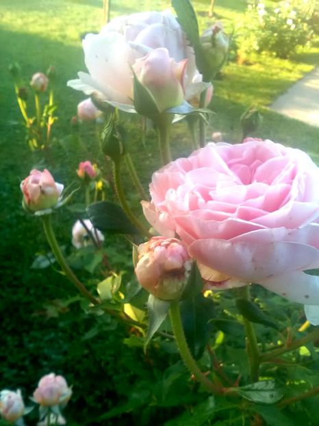  - Gradina luna mai 2018