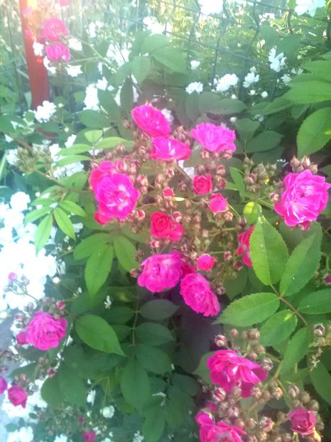  - Gradina luna mai 2018