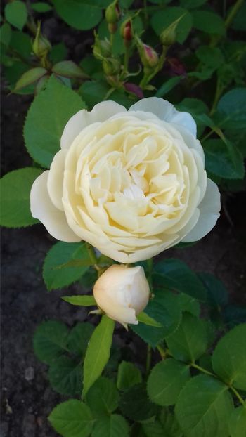 (33) william and catherine - 00Trandafiri 2018