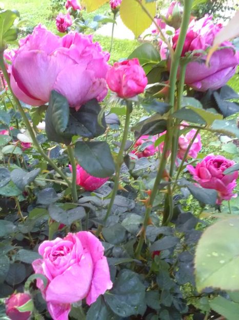 - Gradina luna mai 2018
