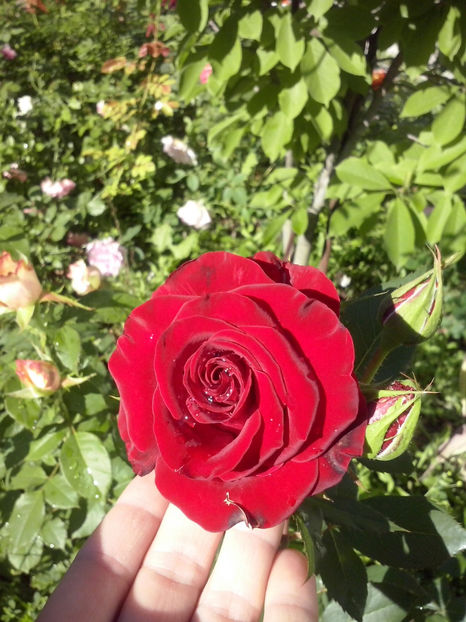 CAM01320 - Trandafiri 2018-III