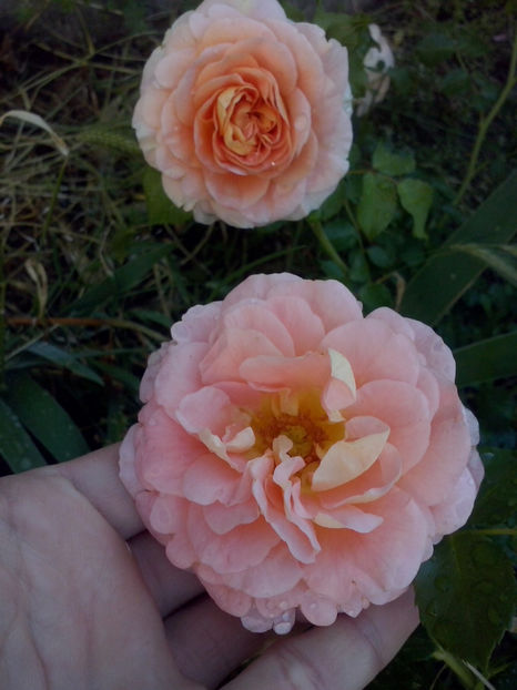 CAM01321 - Trandafiri 2018-III