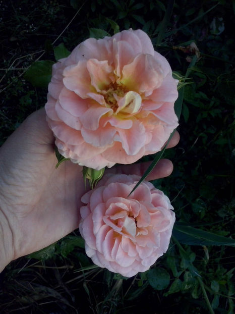 CAM01322 - Trandafiri 2018-III