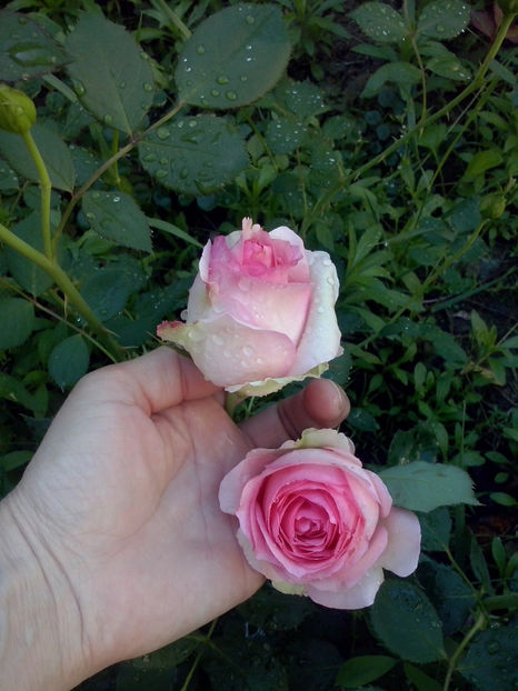 CAM01324 - Trandafiri 2018-III