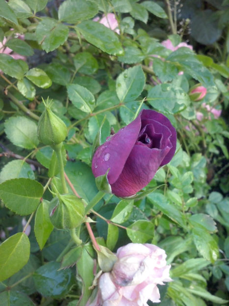 CAM01326 - Trandafiri 2018-III