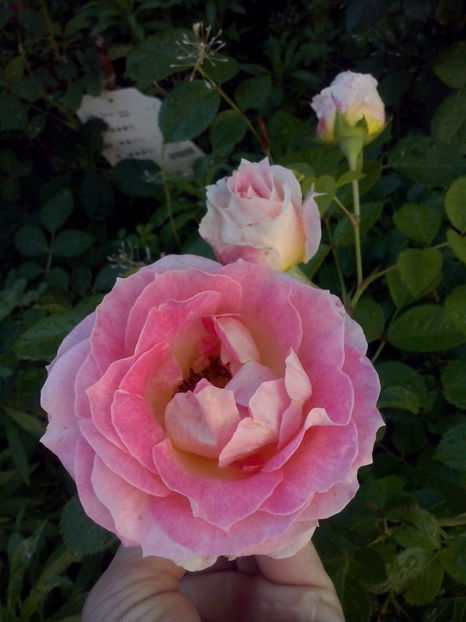 CAM01327 - Trandafiri 2018-III